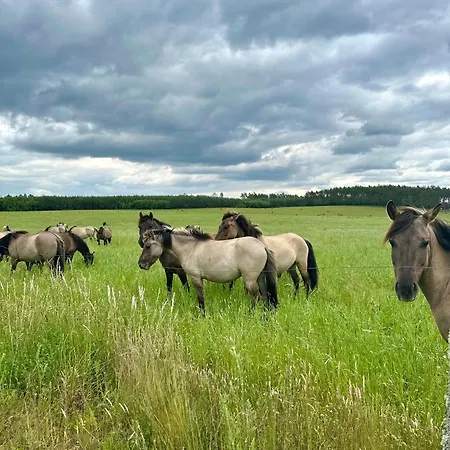 Osada Vikinga * Studzienice